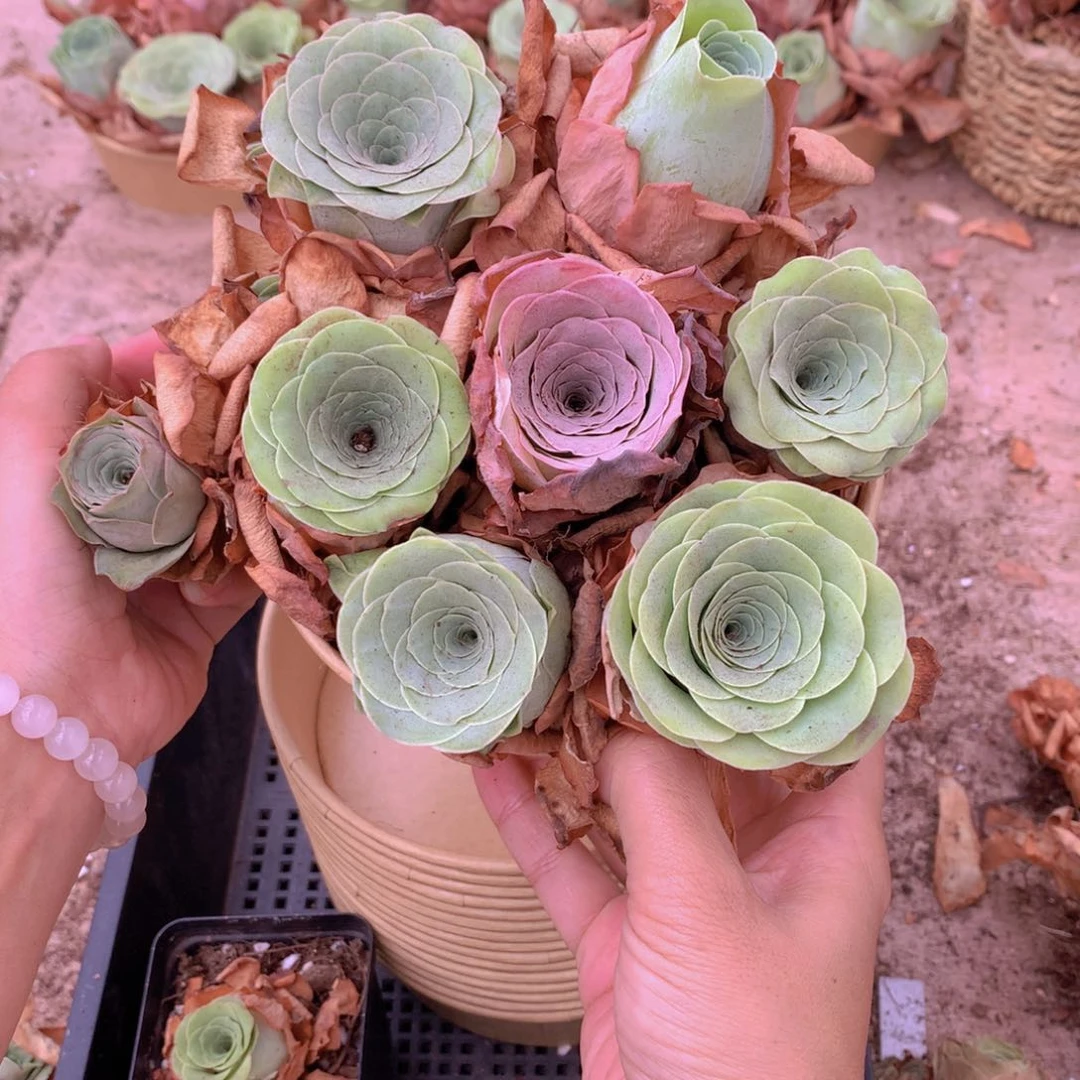 7颗大单头多送1颗量拍