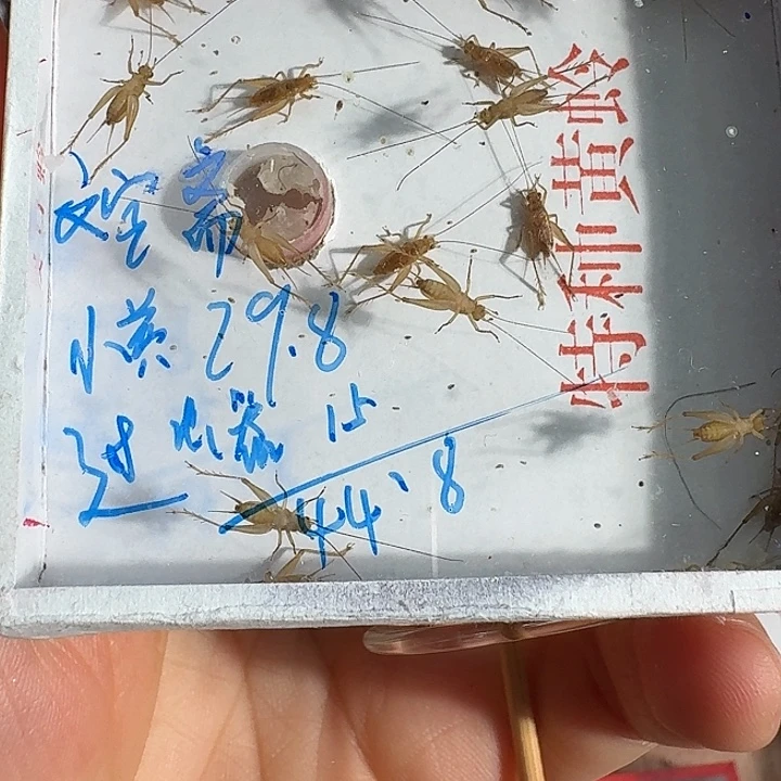 文***斋蟋蟀1111111111111111111