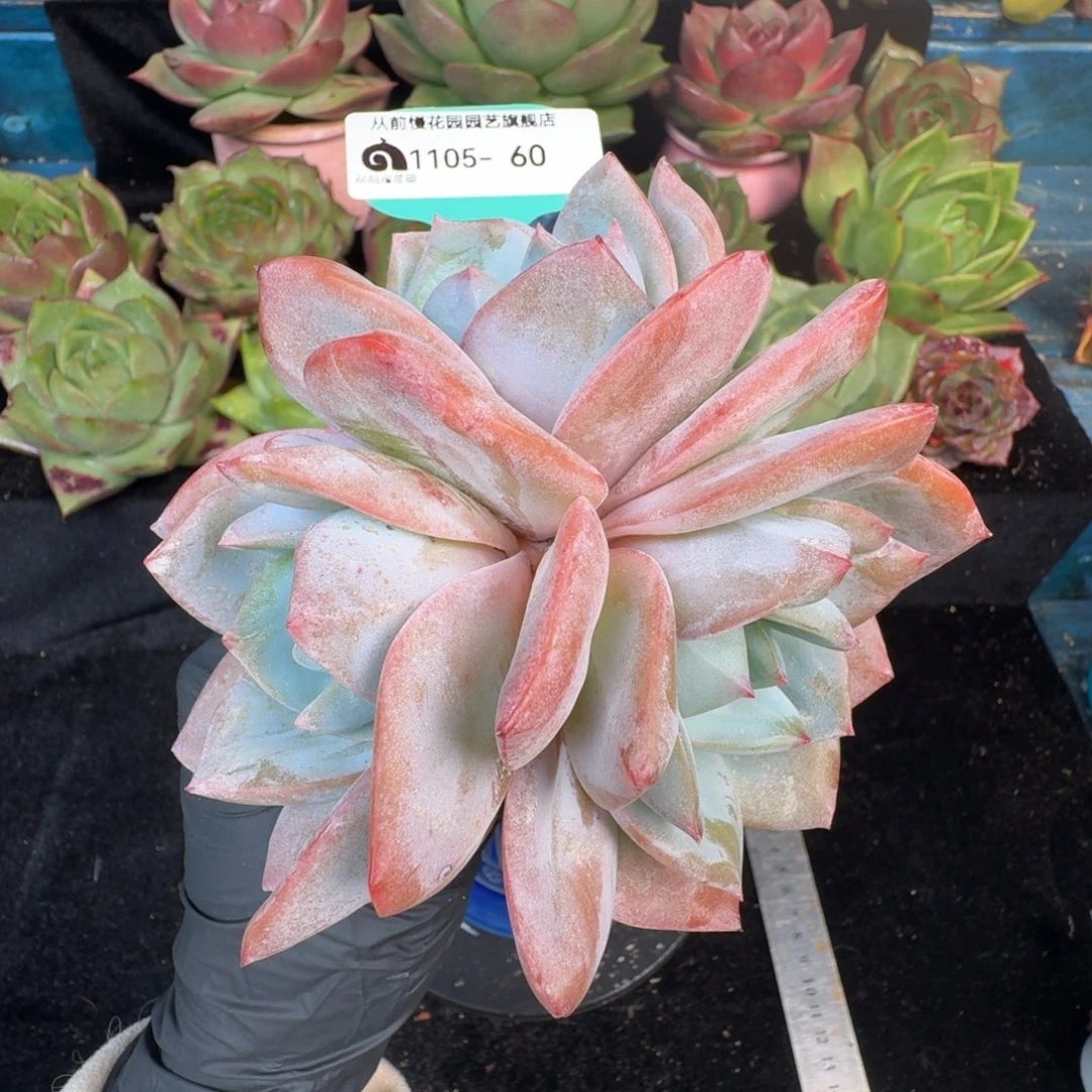 从前慢多肉精选编号1105.60