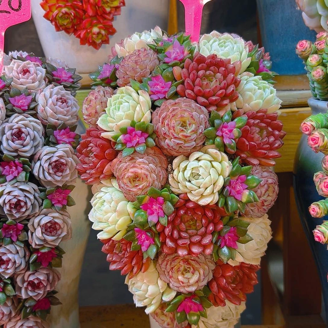 月影女王玫瑰盆花成品