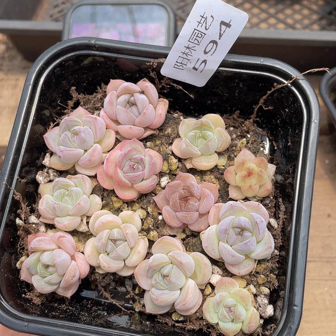 多肉植物多肉植物594