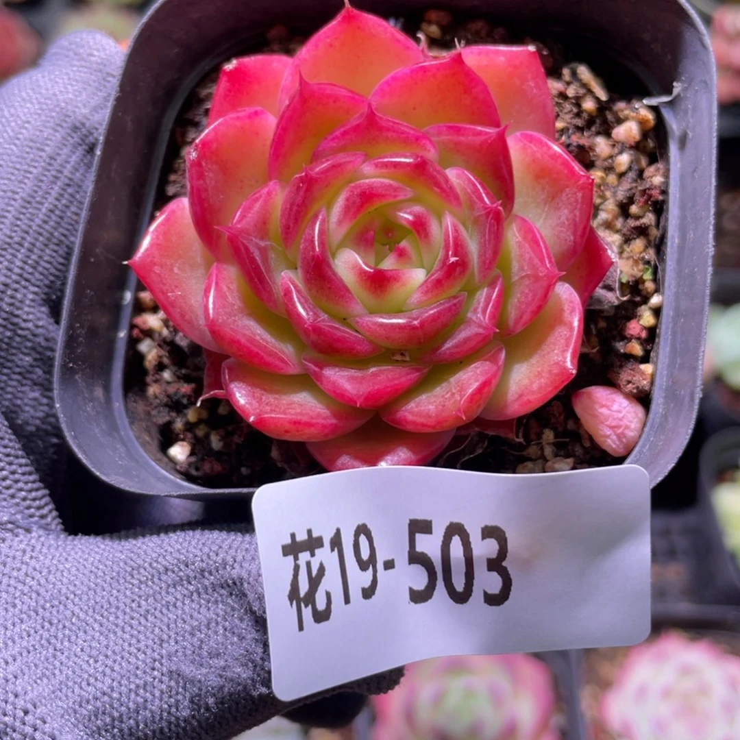 花利美19-503麦秆