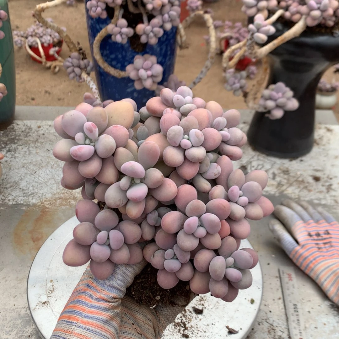 桃蛋老桩不带50号不带盆