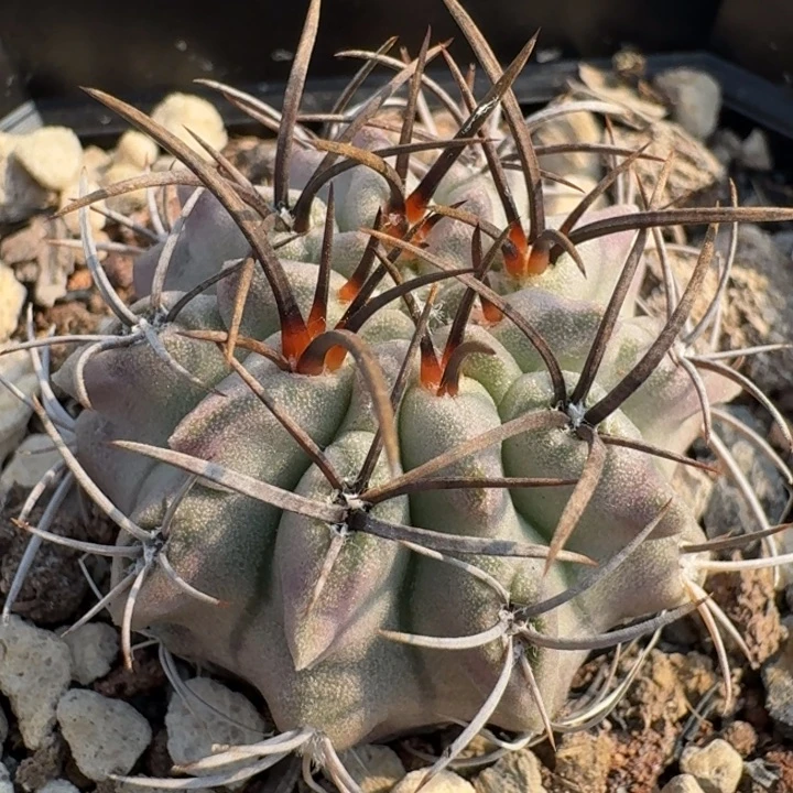 白肌素状元实生仙人球