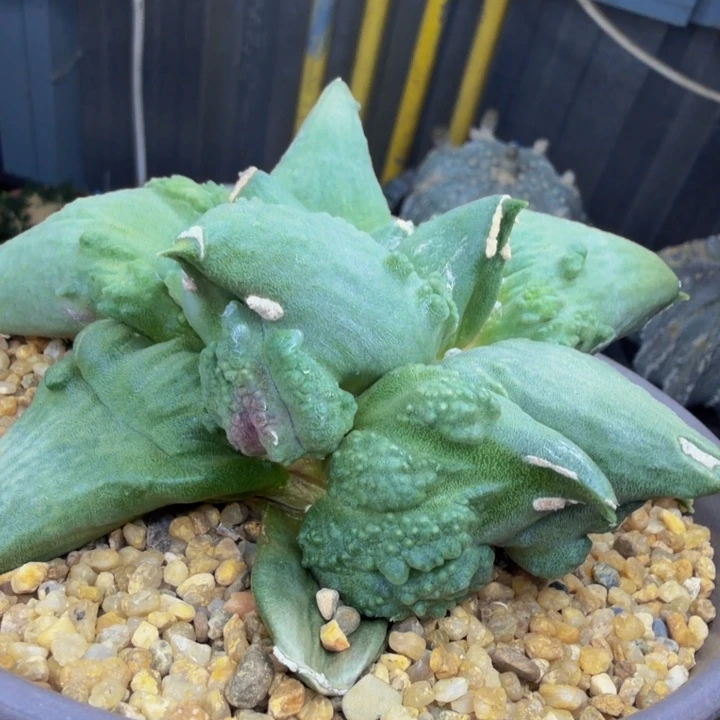 龙型外星怒紫龙已经开爆了