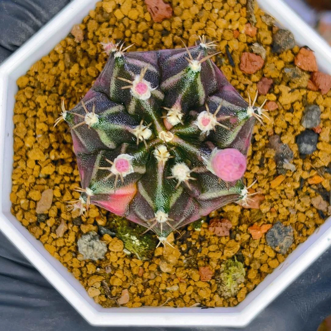 米哈洛维奇 实生侧3.7公分