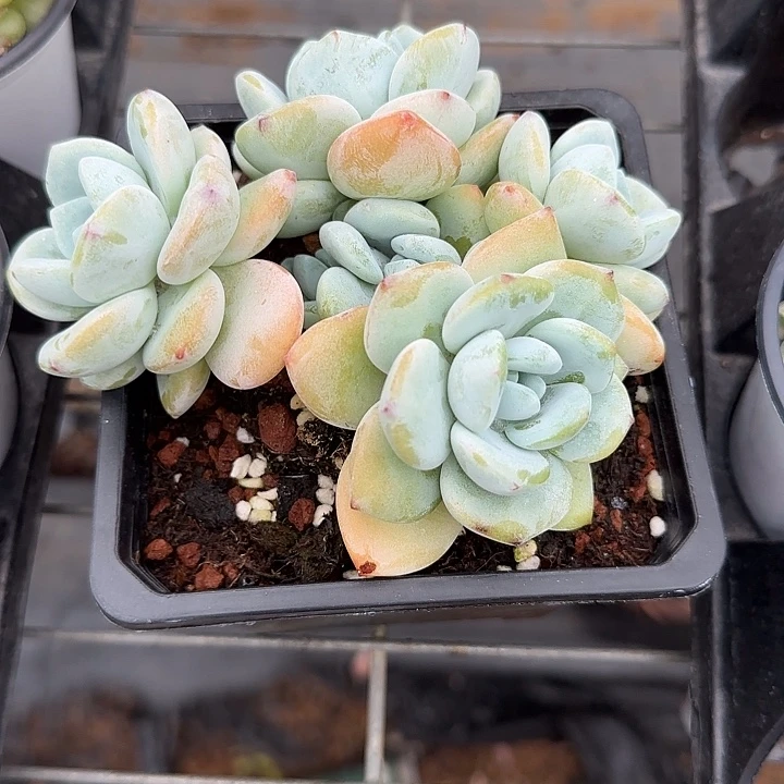 盛**荷青蛙王子儿童牙膏111