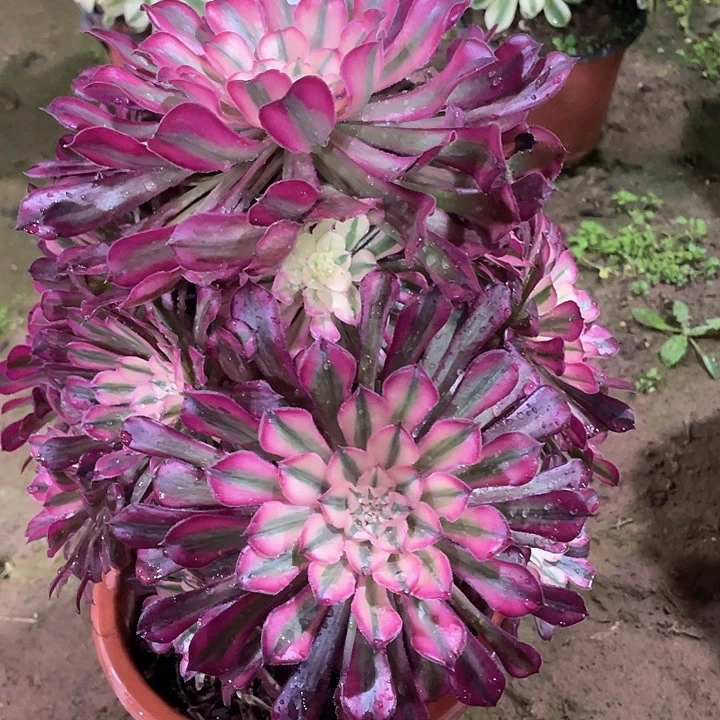 妮**8多肉法师法师多肉395