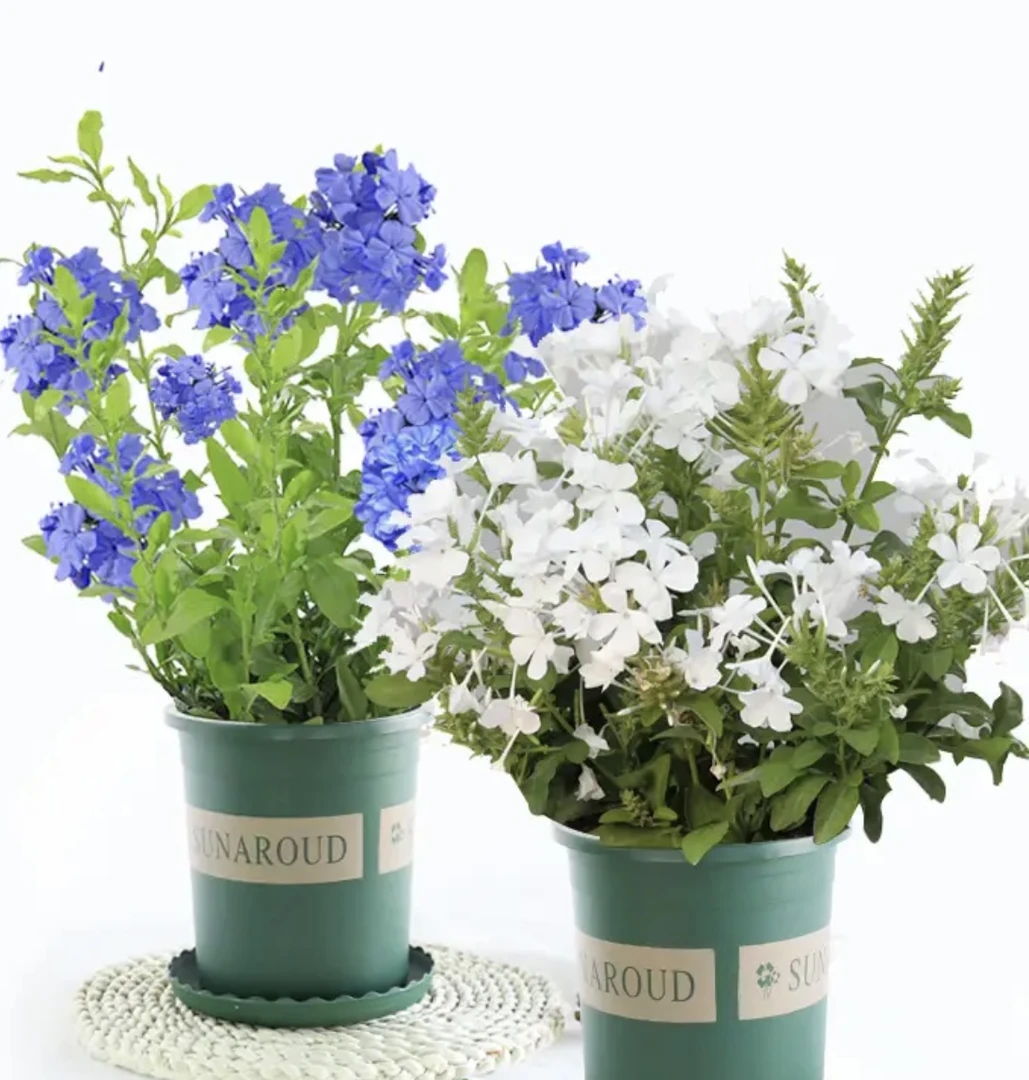 【180#】蓝雪花白雪花盆栽大苗还花苞庭院阳台花卉四季开花好养爆盆