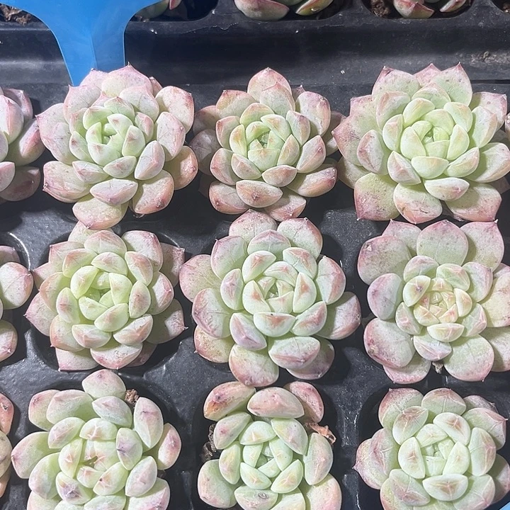 七仙女精品多肉植物