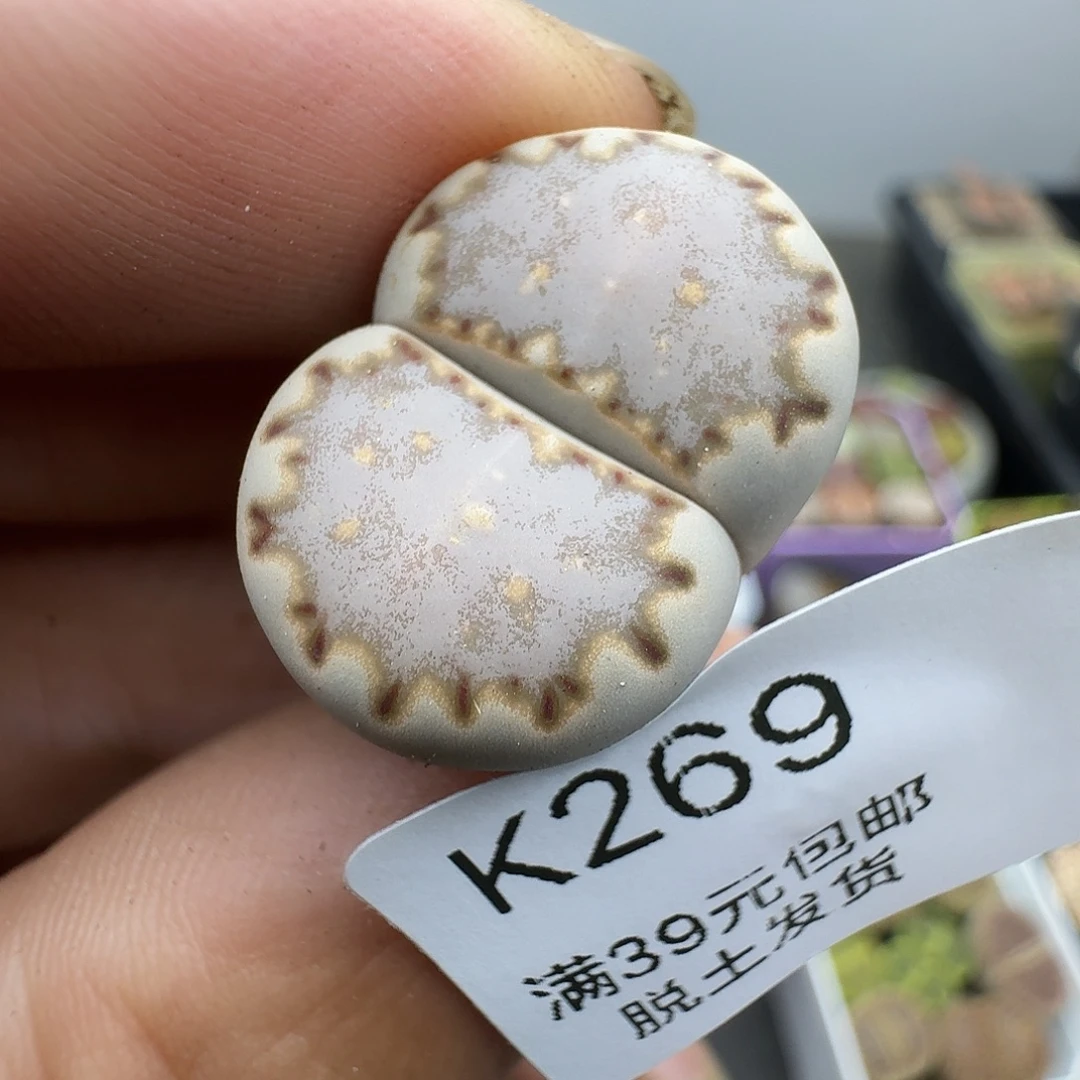 269多肉哈哈哈哈哈哈哈