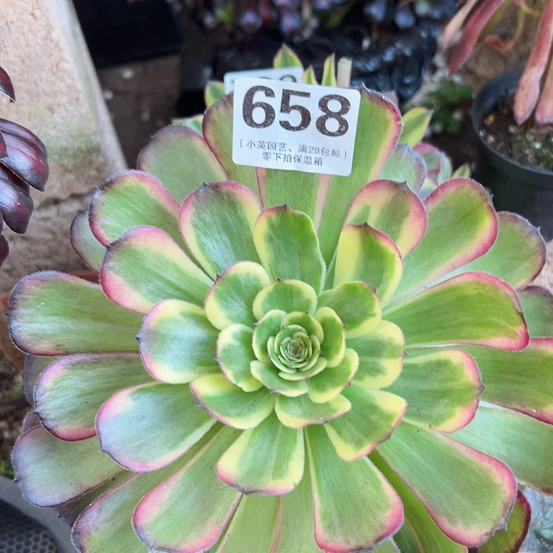 多肉植物多肉植物658