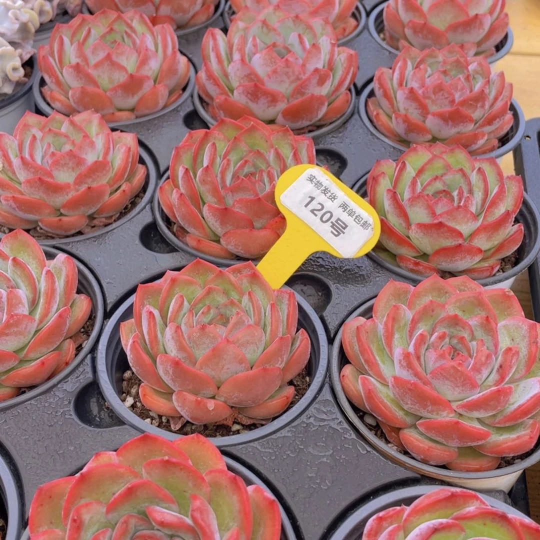 120号 草莓杏仁母本大单头一个