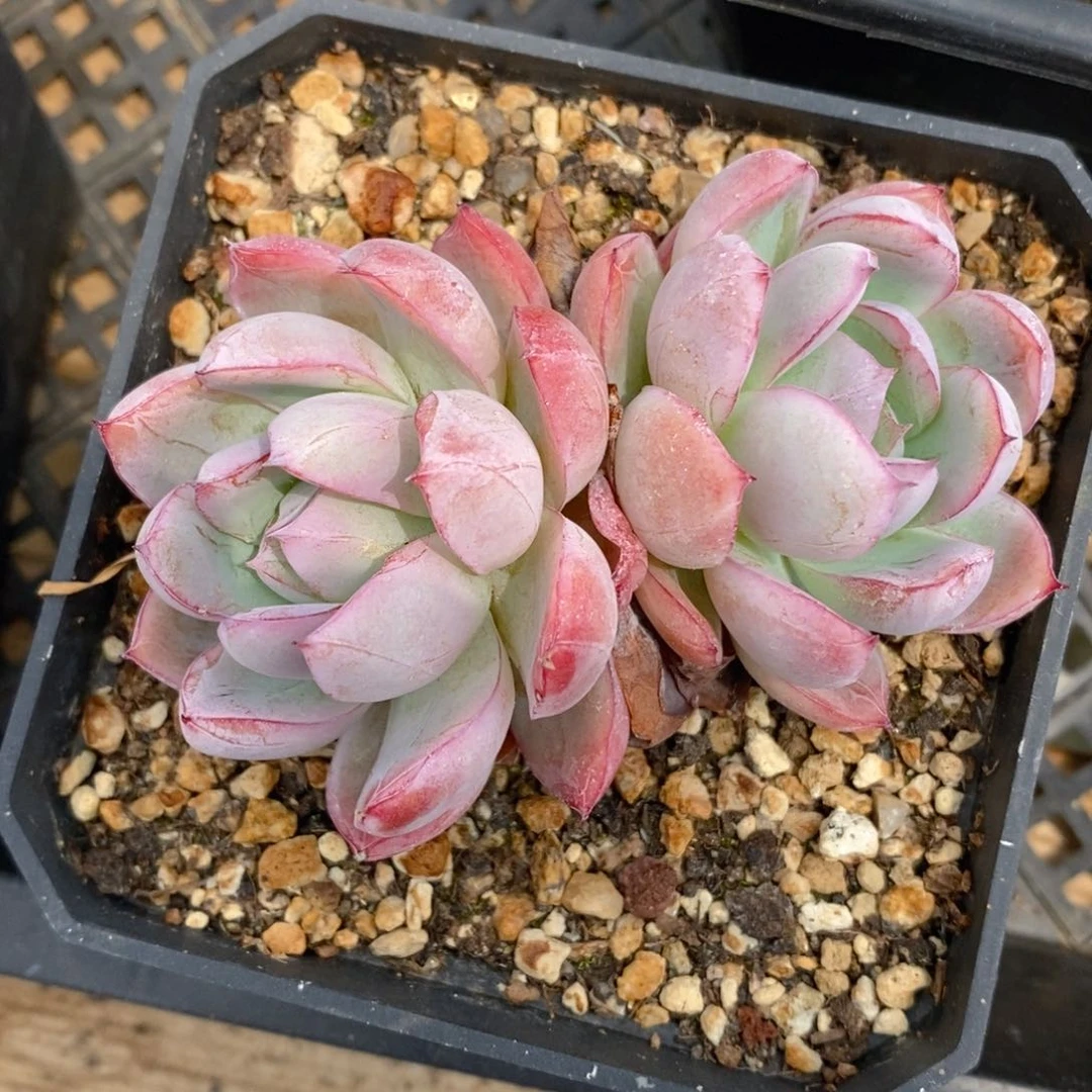 一物一拍精品多肉