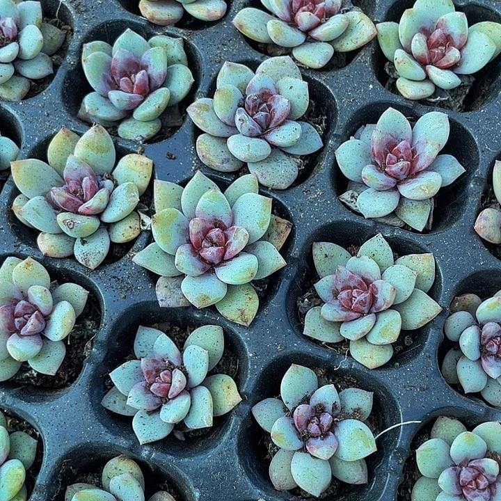 小德国香槟1元带土发