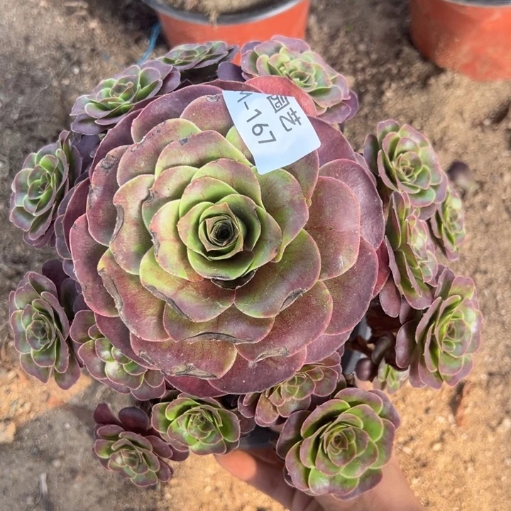 魅金玫瑰多肉植物167