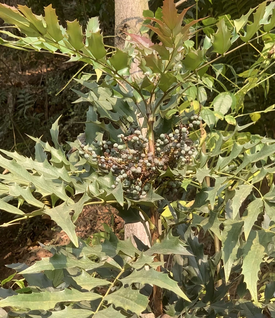十大功劳 原生态山货 刺黄莲