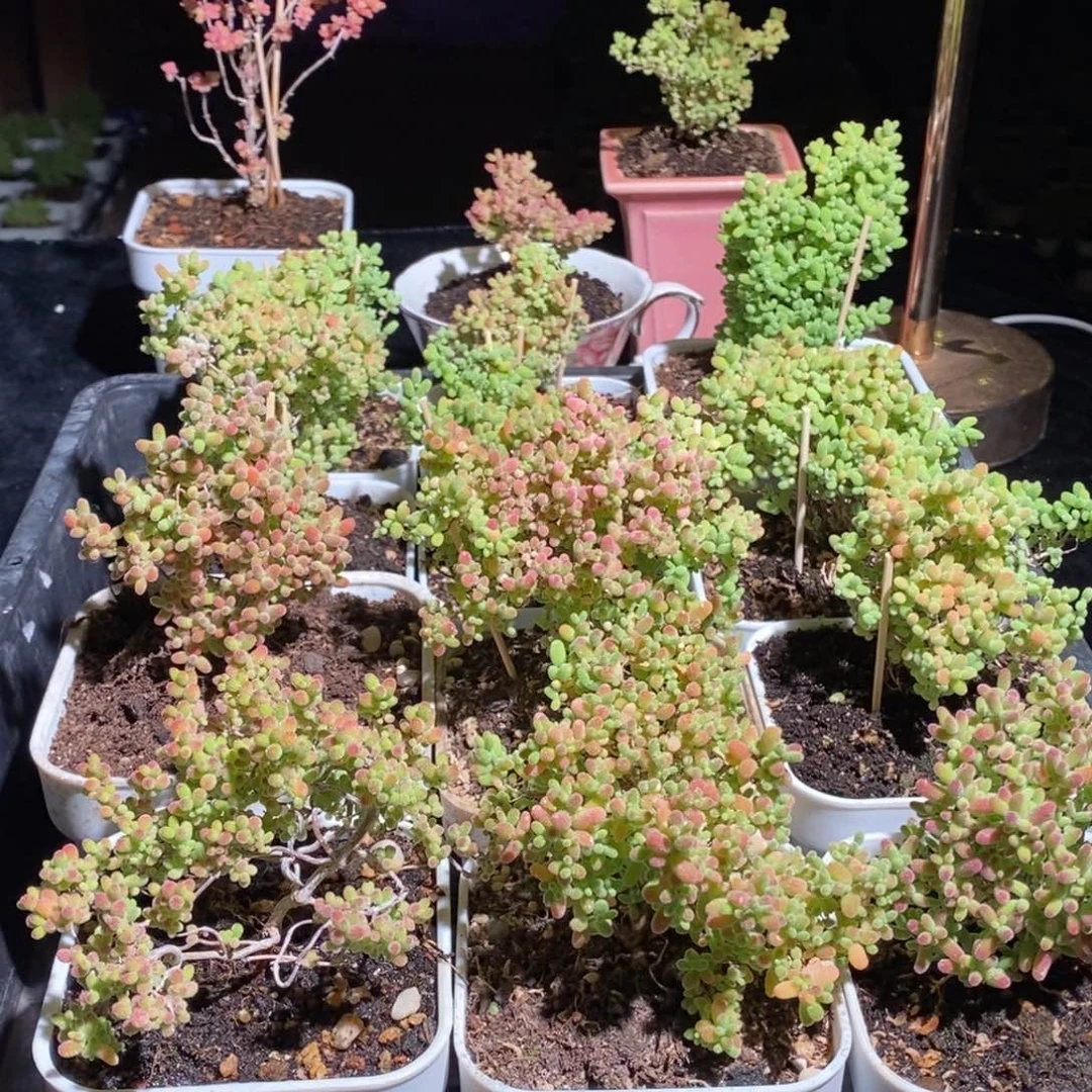 立****渚枝干番杏多肉植物869