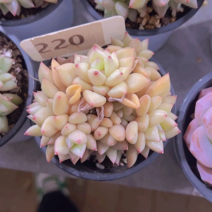 健健康康平平安安