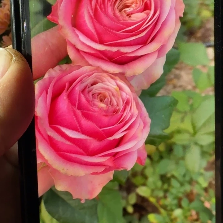 无花朵情绪漩涡扦插小苗