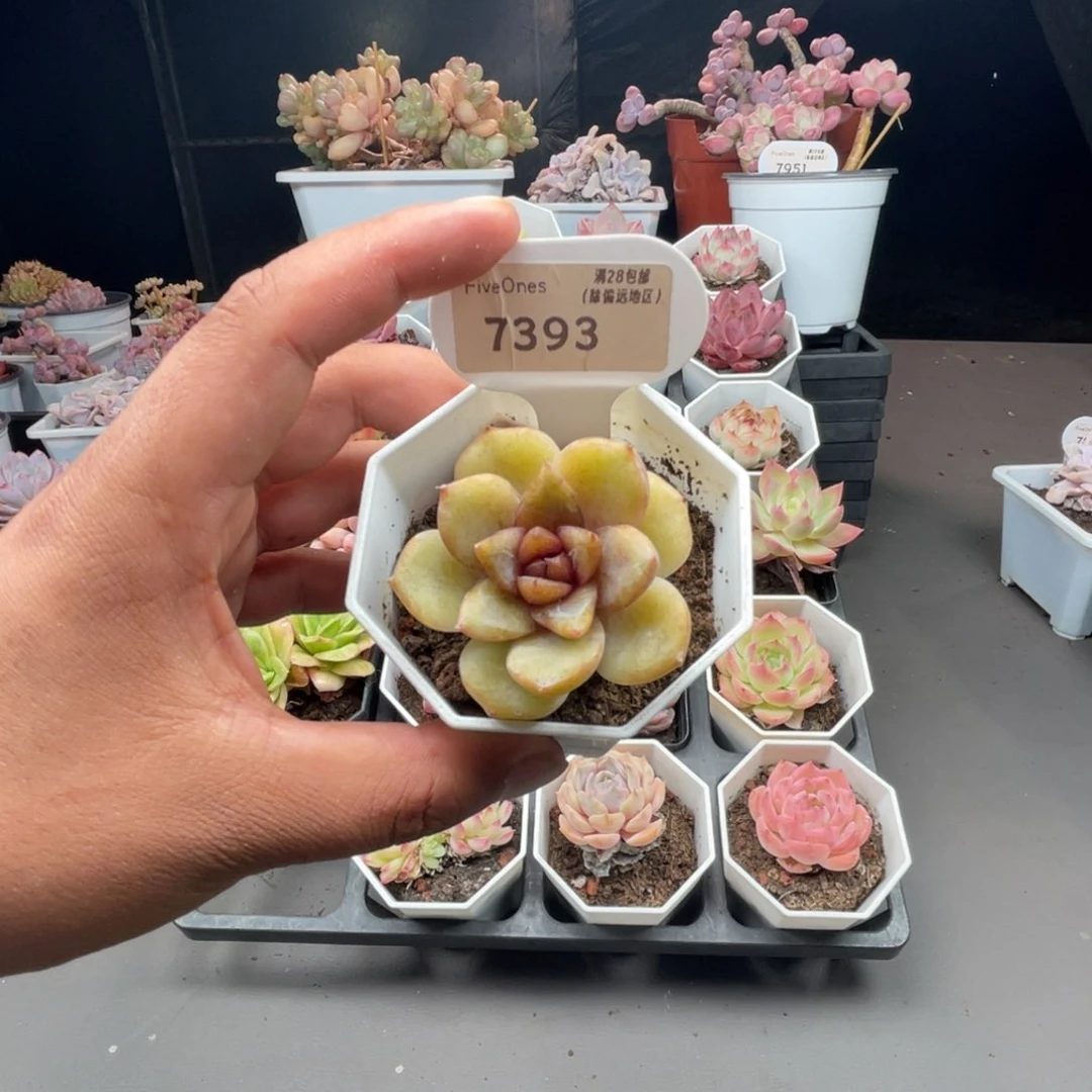 7393巧克力慕斯5.0厘米