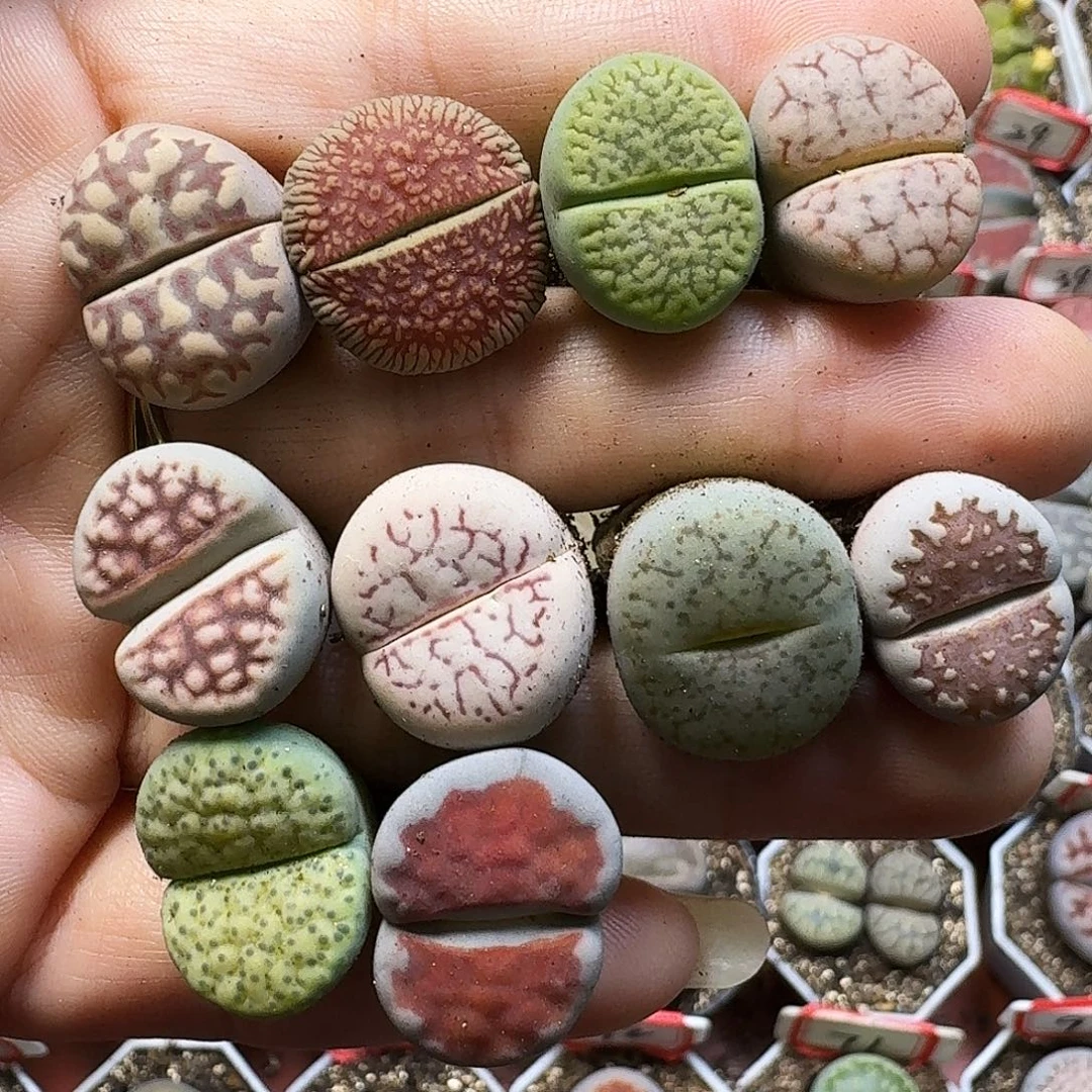 生石花111111。 238