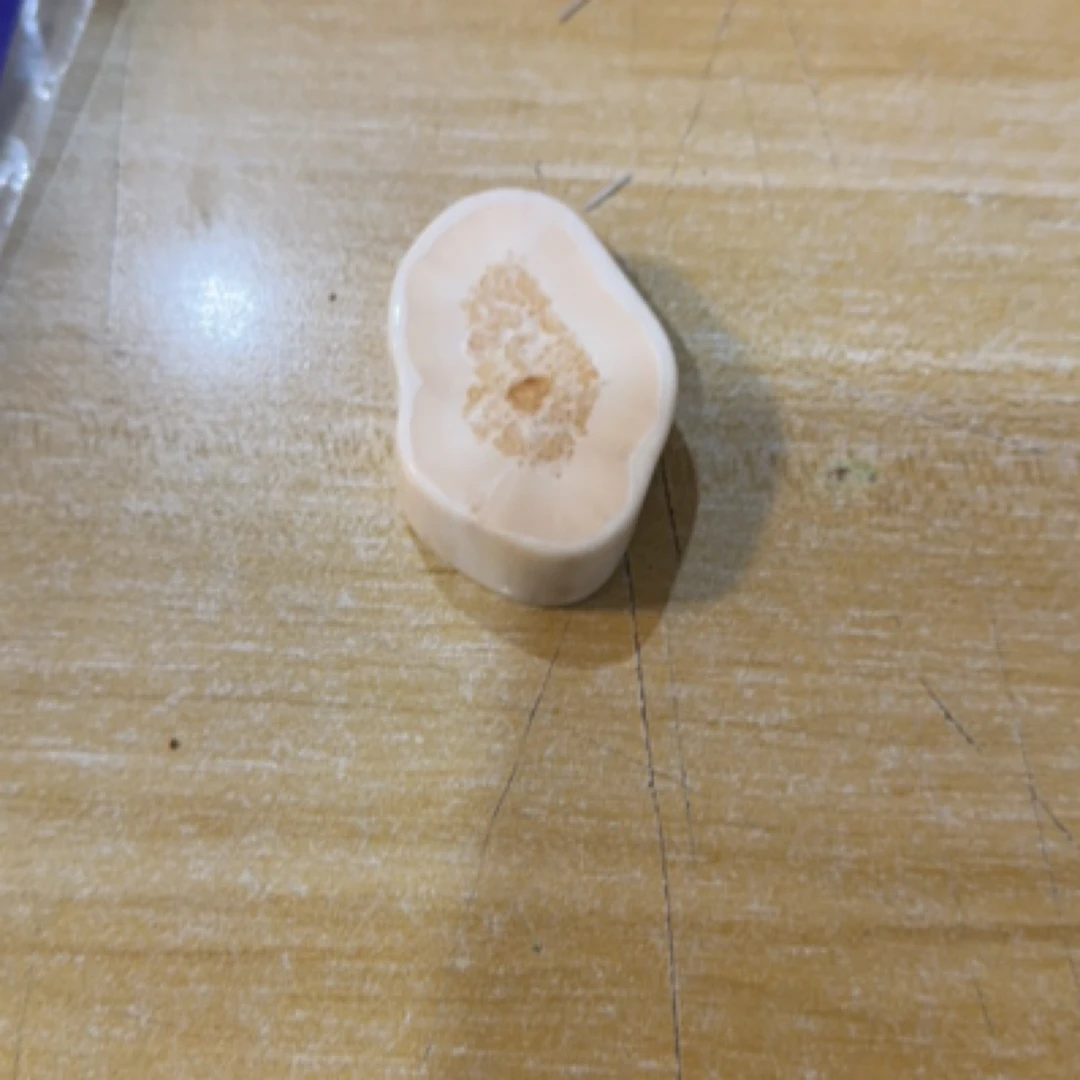 猛犸猛犸虬饼子WW237