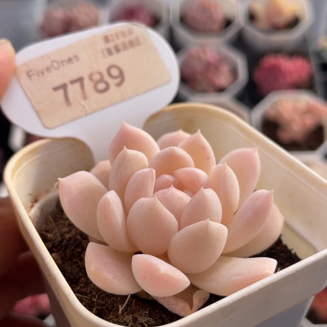 白桃汽水7789-5.0厘米