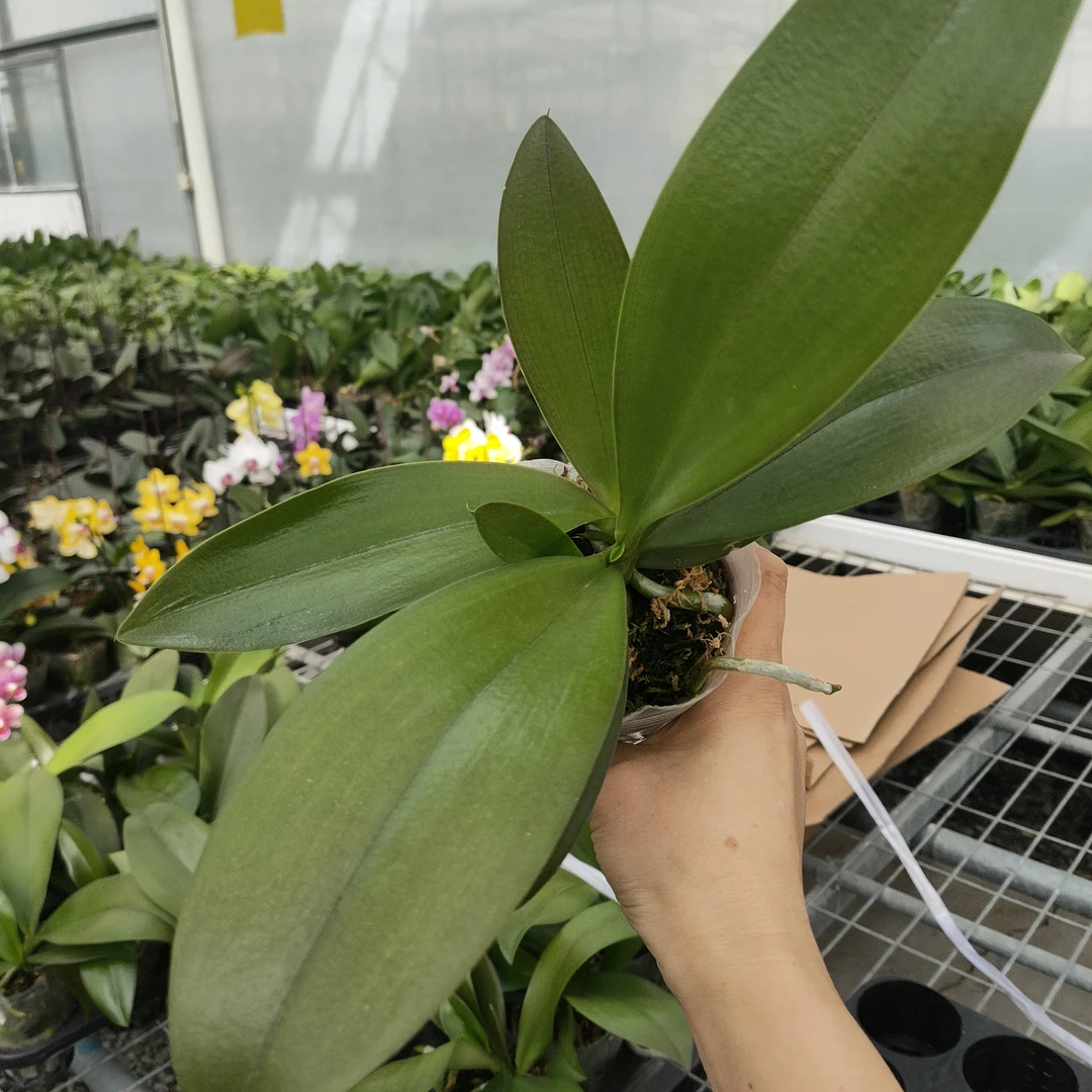 (吉祥如意，双苗，-3寸）开花珠