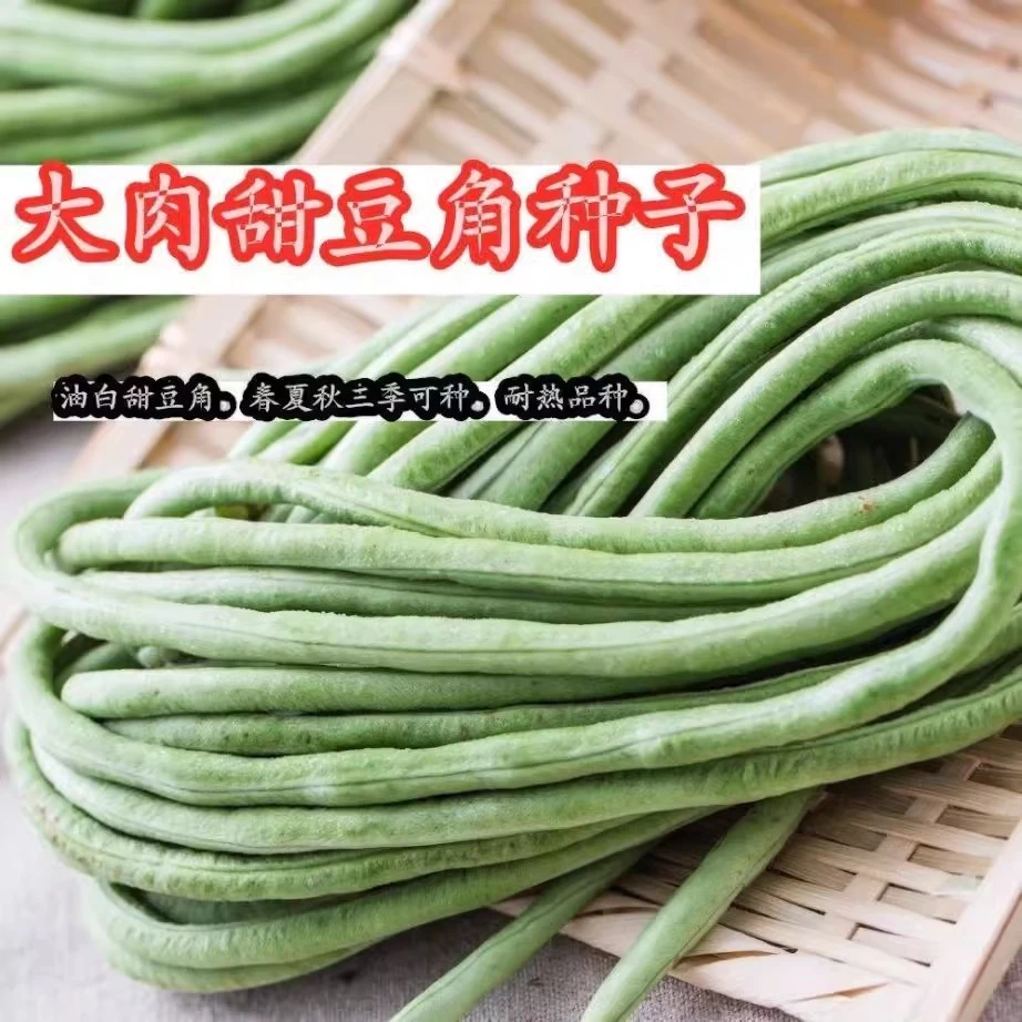 超好吃大肉糯米甜豆角种子白长豆角春夏秋播白玉长豇豆易种蔬菜孑