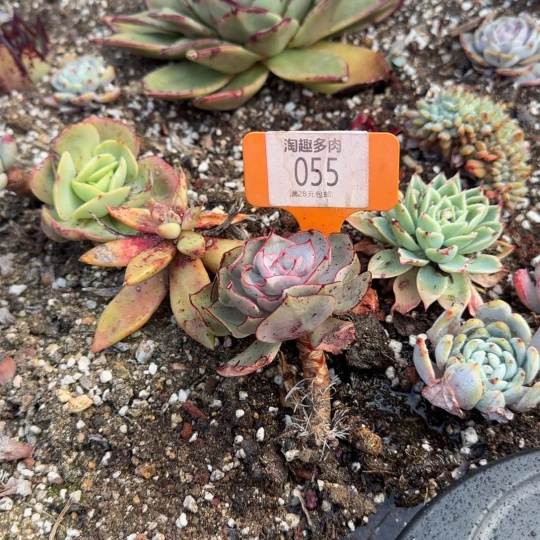 多肉植物健丝诺娃诺娃