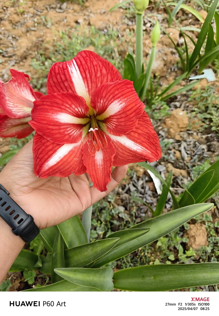 杂交白肋开花球带侧一坨