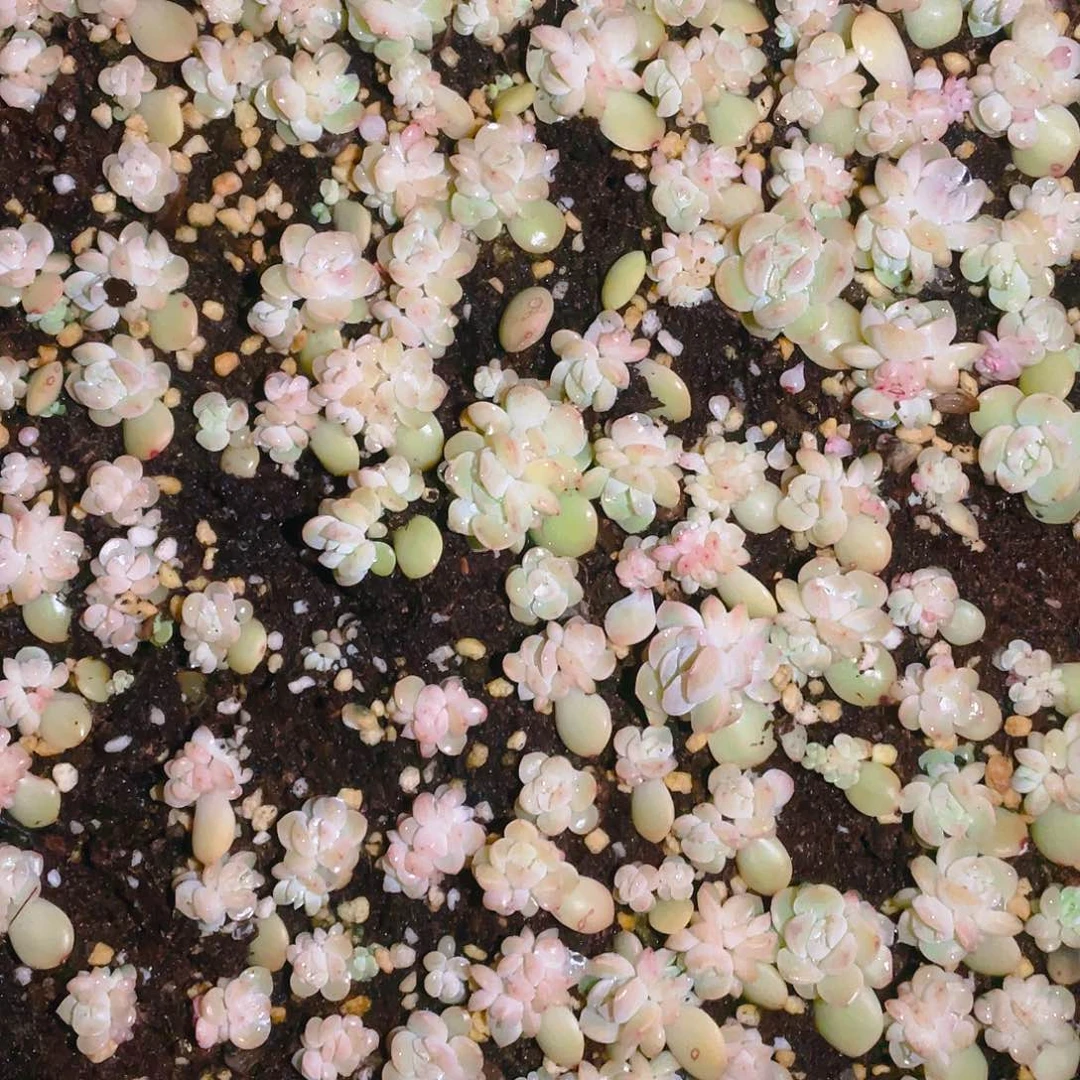 干冰切糕一个满25包邮