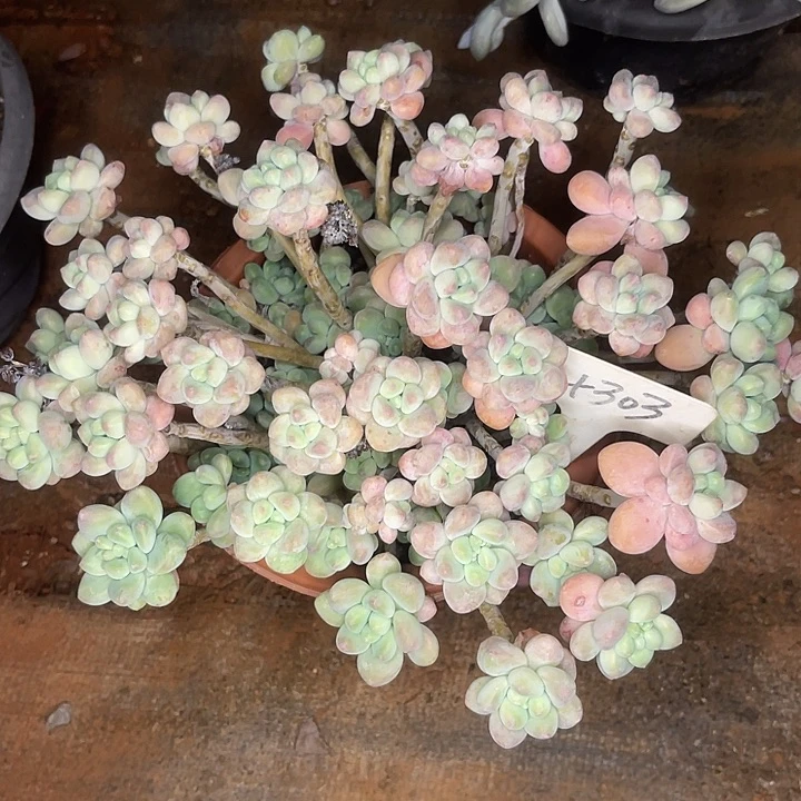 不售后，散，基地清货303