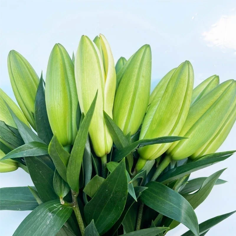 云南直发黄天霸香水百合花香浓郁鲜花鲜切花