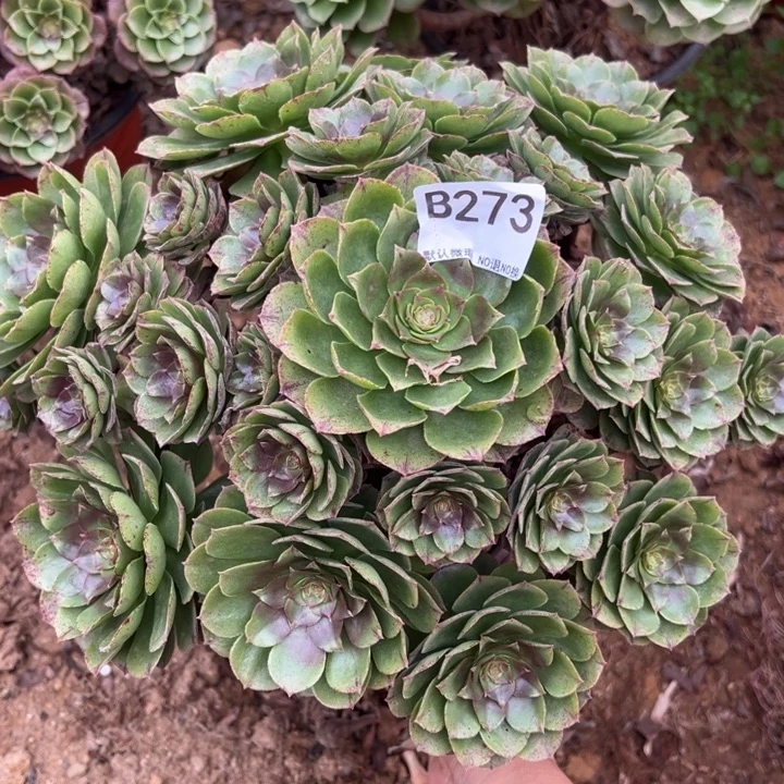 万拉丝多肉植物273.