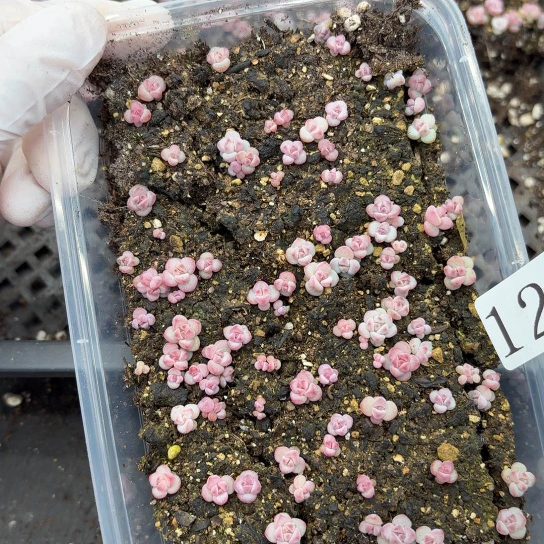 多肉植物多肉植物123