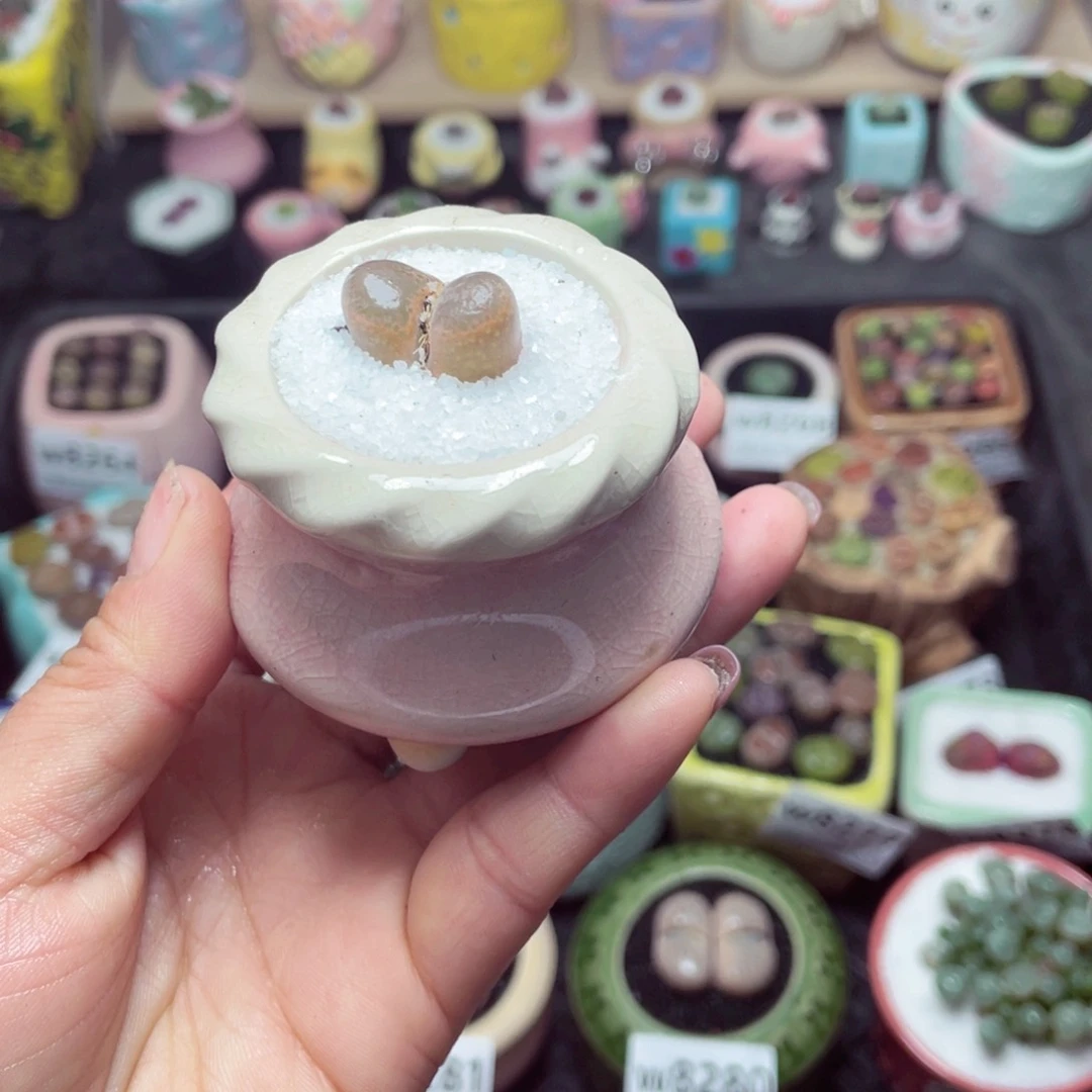 w8287 带盆土发货 -零下地区拍保温箱