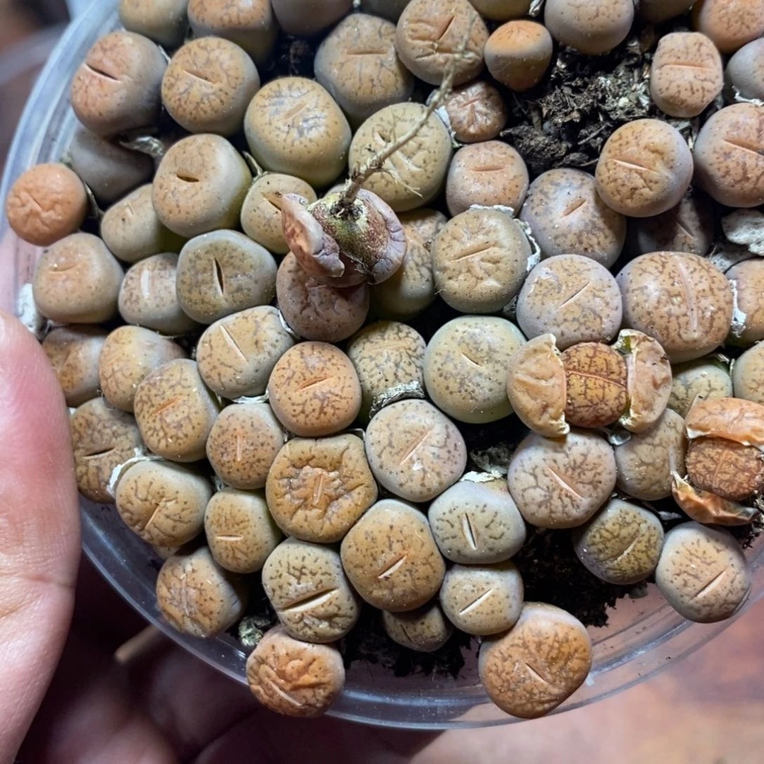 多肉蛋炒饭感谢您相伴628