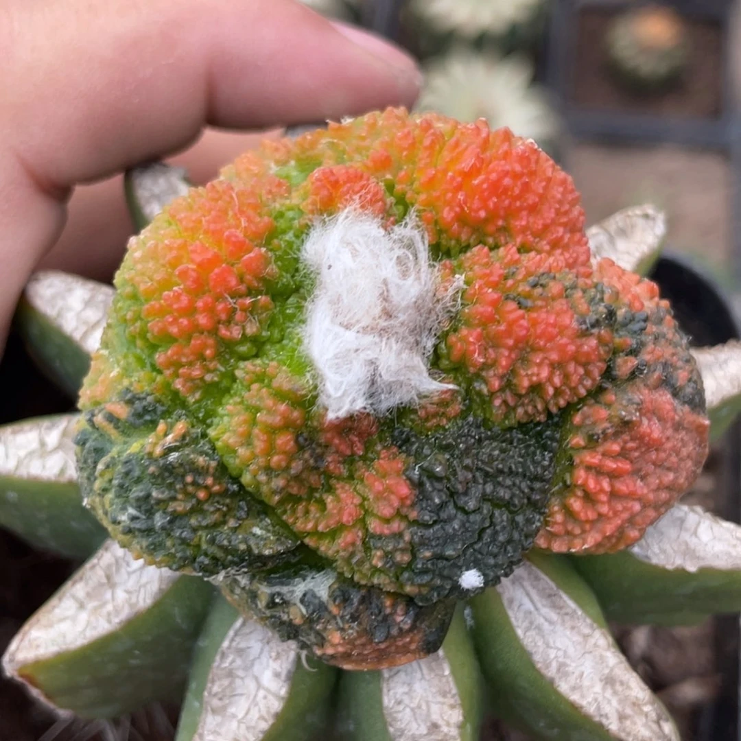 当前无花朵，栽培后可花朵花斑牡丹锦 仙人球