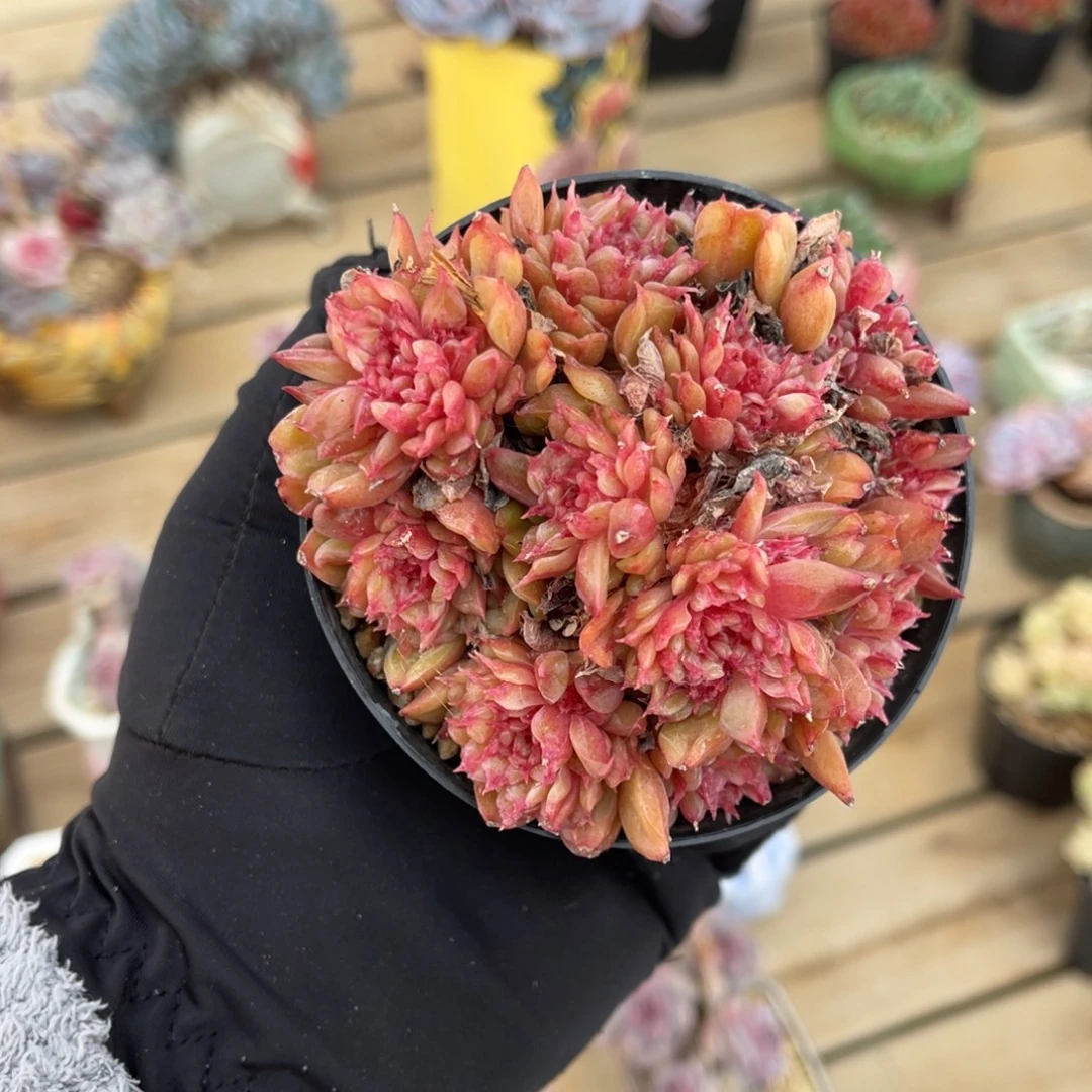 特斯拉满68包邮一物一拍