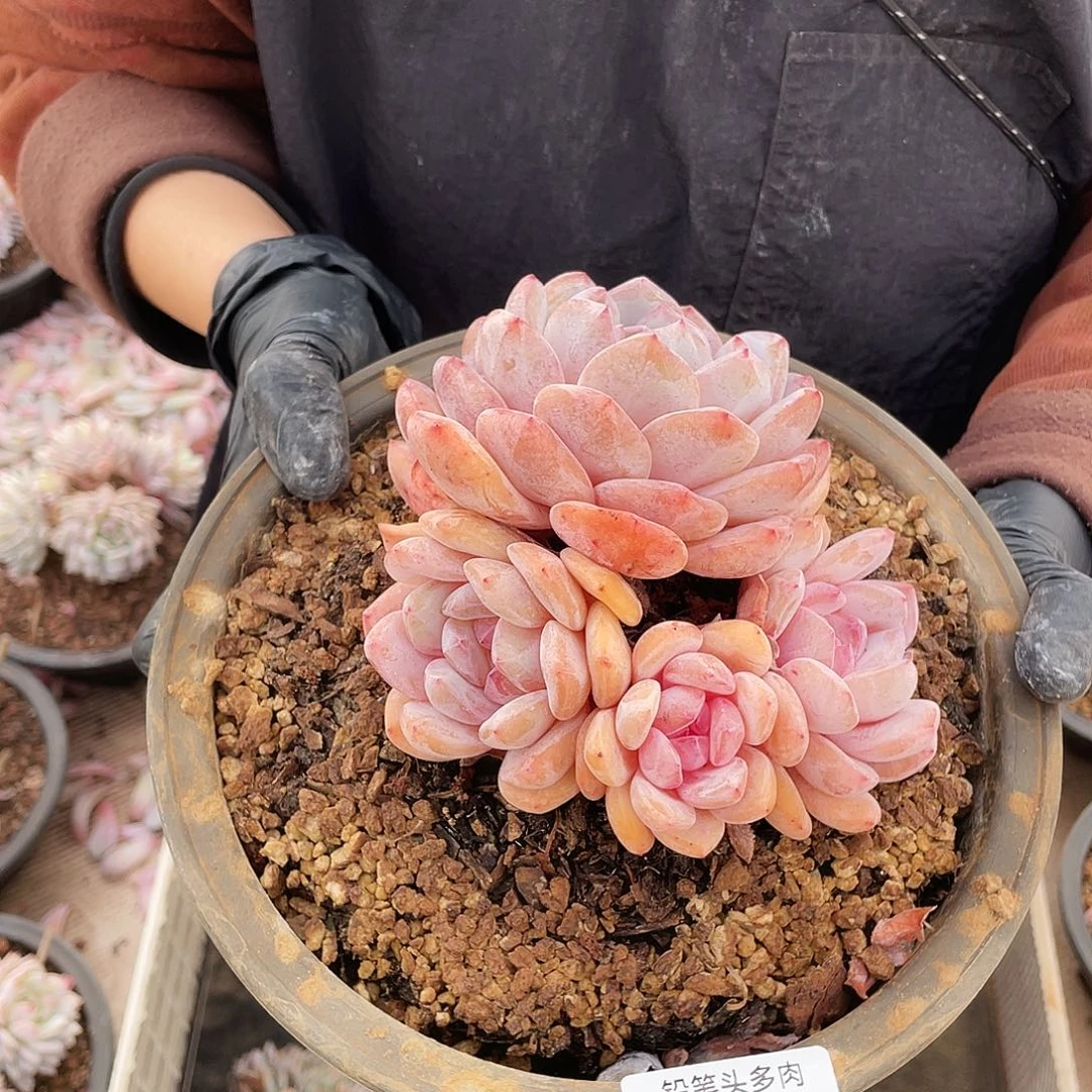 开***好黄皮橙     多肉   70号