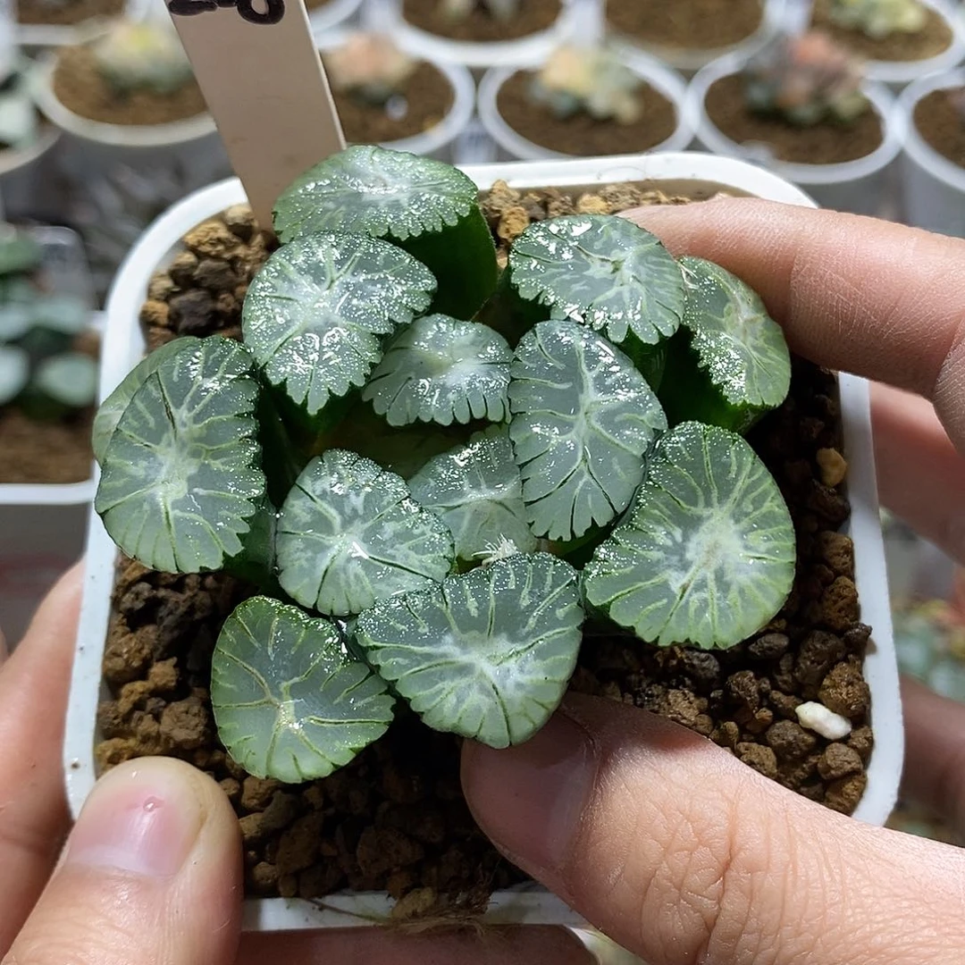 M**唯208风之谷十二多肉