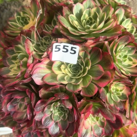 。****。法师海王17-31