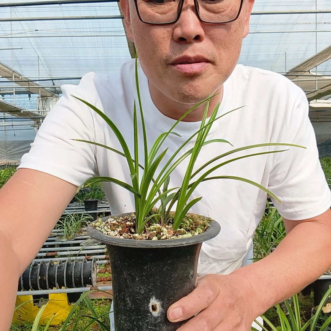 用***3无花朵春兰知足素梅