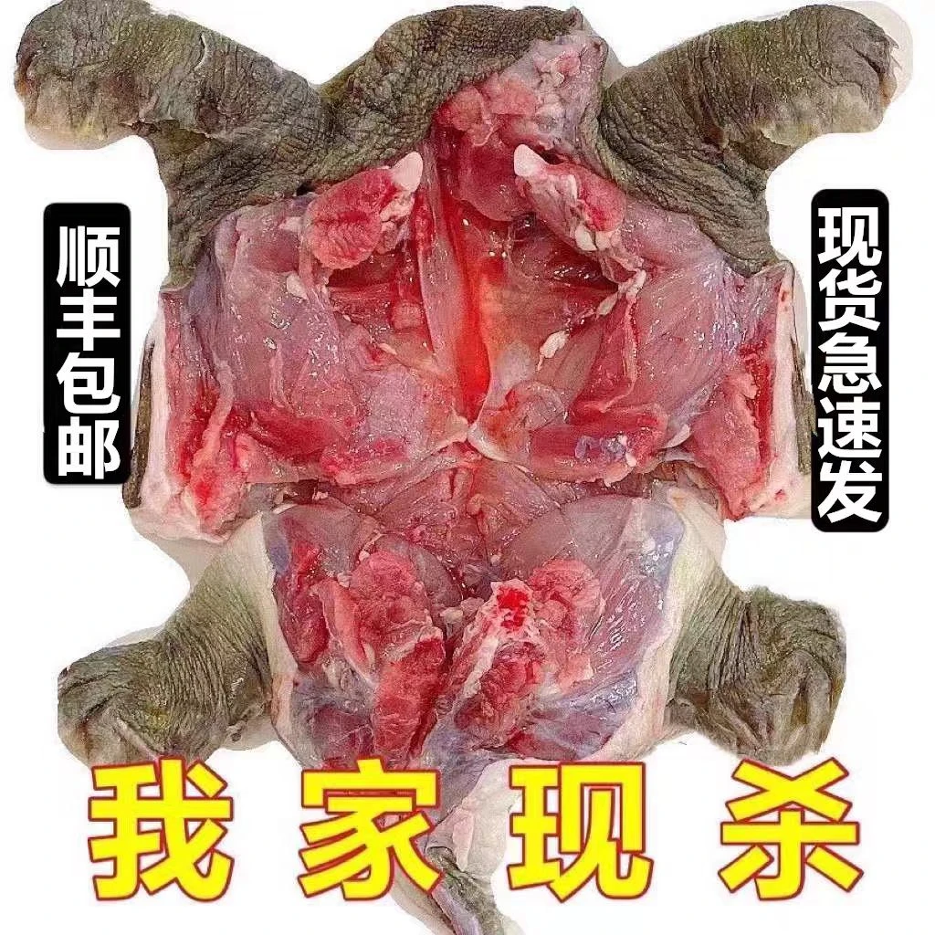 5年正宗外塘生长放养团鱼新鲜活食用甲鱼团鱼批发青黄包赔挑选