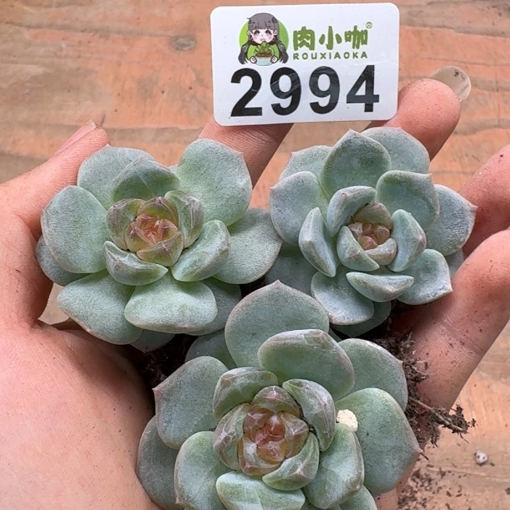 L***S无花朵多肉植物多肉植物