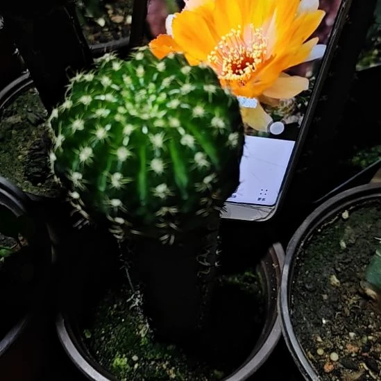 丽花黄白秀普嫁接81