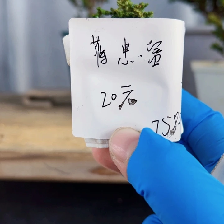 蒋***富无花朵初雪。