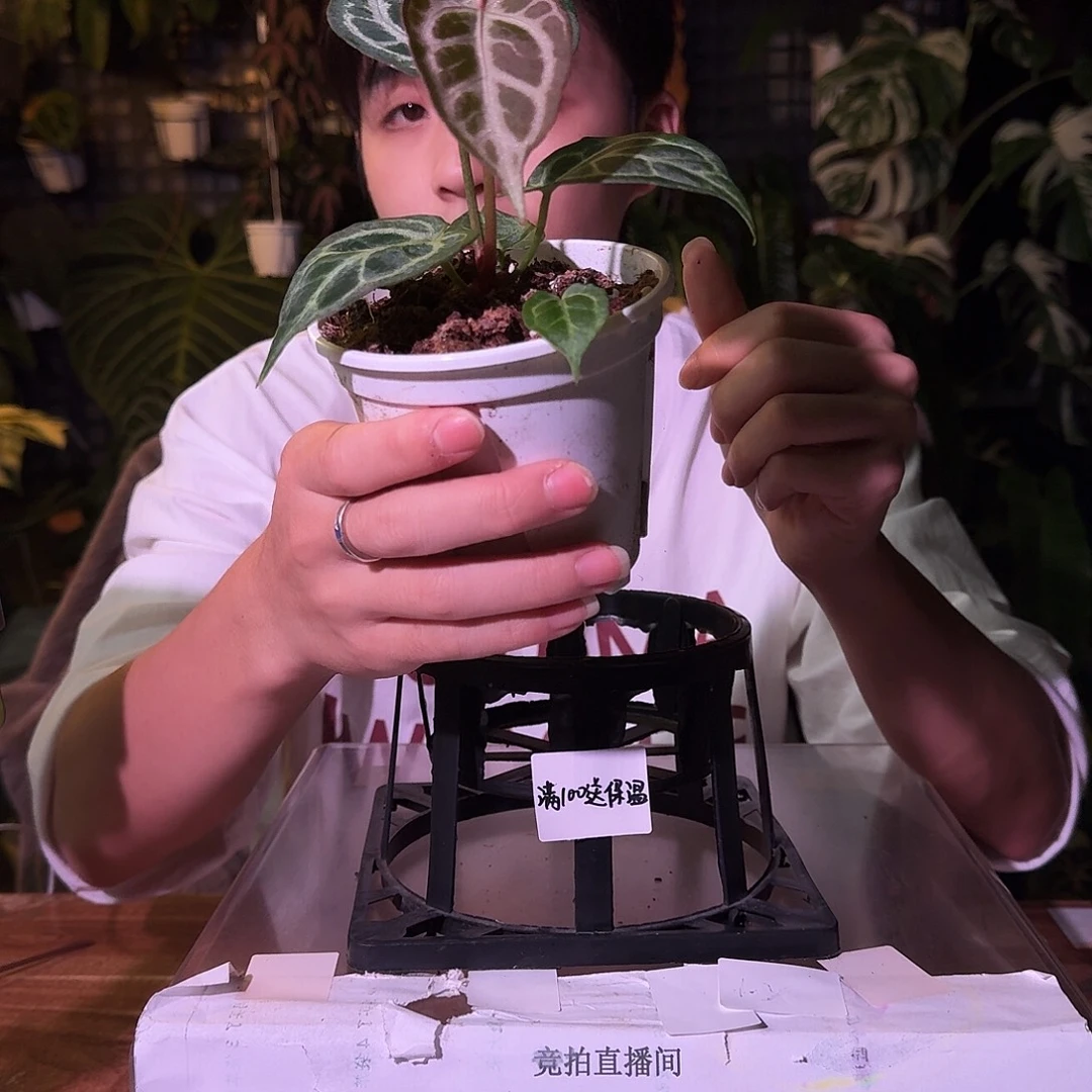 不开花植物G113skg银杂黑刷子